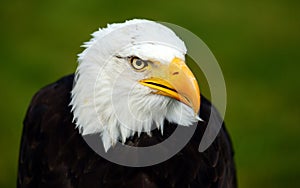Head of a Bald Eagle