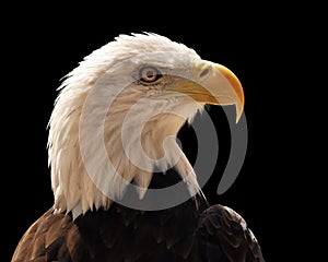 Head of Bald Eagle