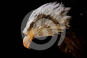 Head of a Bald eagle isolated on black.