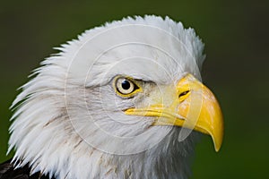 Head of Bald eagle in side angle view