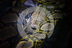 The head of the ball python Python regius, also known as the royal python