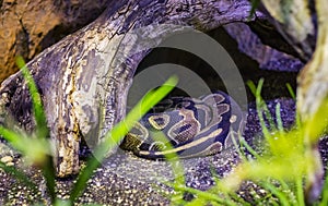 The head of the ball python Python regius, also known as the royal python