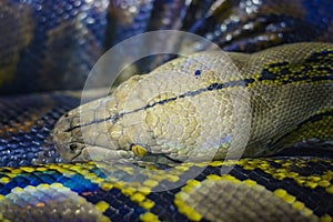 The head of the ball python Python regius, also known as the royal python
