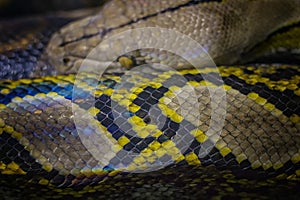 The head of the ball python Python regius, also known as the royal python