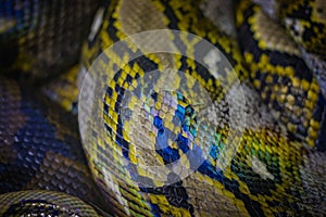 The head of the ball python Python regius, also known as the royal python