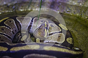 The head of the ball python Python regius, also known as the royal python