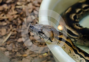 Head of ball python Python regius, also called the royal python