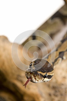 Head of Ball Python snake