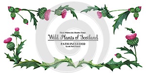 Head banner from thistles. Floral symbol of Scotland
