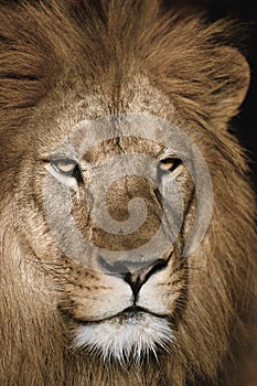 Head of a Barbary lion on a black background.