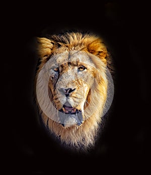 The head of of Barbary lion. It is isolated on the black background. It is African lion. The Barbary lion was a Panthera leo