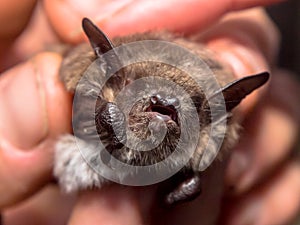 Head of bat (Myotis Dasycneme) caught for research