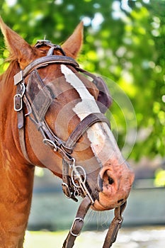 The head of a bay horse with a bridle and blinders in the eyes