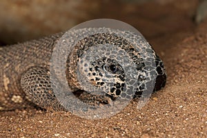 HEAD OF BEADED LIZARD heloderma horridum, A VENOMOUS SPECY