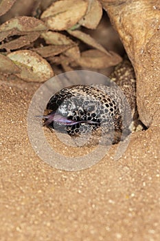 HEAD OF BEADED LIZARD heloderma horridum, A VENOMOUS SPECY, SHOWING ITS FORKED TONGUE