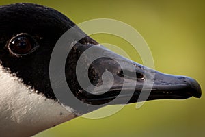 Head and beak of a Canada Goose