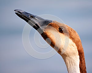 Head and beak of a wild Goose.