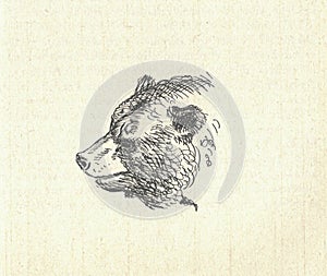 The head of a bear. Old black and white illustration. Vintage drawing. Illustration by Zdenek Burian.