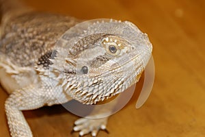 Head of Bearded Dragon Lizard