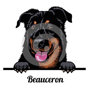 Head Beauceron - dog breed. Color image of a dogs head isolated on a white background