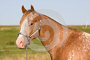 Head of beautiful Appaloosa horse