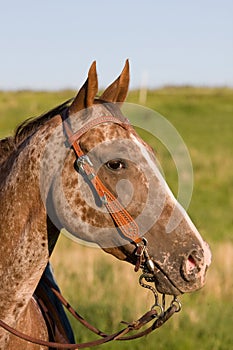 Head of beautiful Appaloosa horse