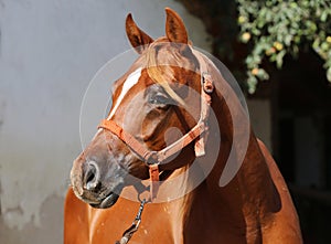 Head of a beautiful arabian horse against white wall