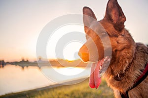 Head of beautiful German Shepherd in susnset