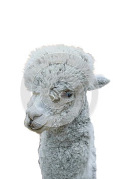 Head of a beautiful grey Alpaca isolated on a white background.