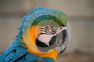 Head of a beautiful macaw blue and yellow photo