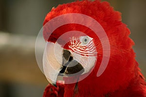 Head of a beautiful macaw color red photo