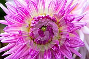 Head of a beautiful pink dahlia - macro shot, closeup