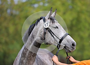 Head of a beautiful thoroughbred mare