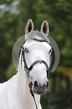 Head of a beautiful thoroughbred mare