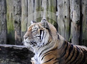Head of a beautiful tiger
