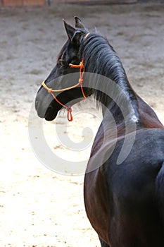 Head of the beautiful young horse in the riding hall during tra