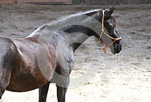 Head of the beautiful young horse in the riding hall during tra