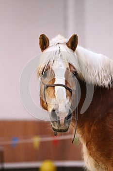 Head of the beautiful young horse in the riding hall during tra