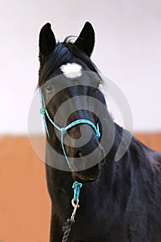 Head of the beautiful young horse in the riding hall during tra