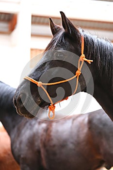 Head of the beautiful young horse in the riding hall during tra