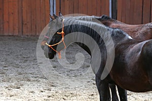 Testa da bellissimo giovane un cavallo sul cavallo sala durante 