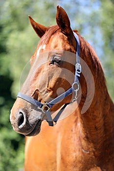 Head of a beautiful young sport horse in the corral summertime outdoors