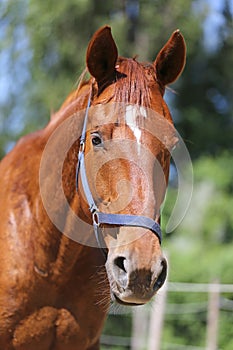 Head of a beautiful young sport horse in the corral summertime outdoors