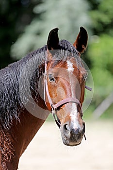 Head of a beautiful young sport horse in the corral summertime outdoors