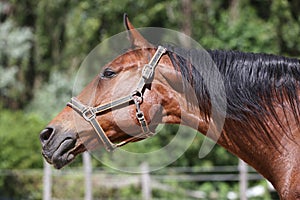 Head of a beautiful young sport horse in the corral summertime outdoors