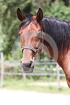 Head of a beautiful young sport horse in the corral summertime outdoors