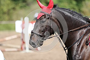 Cabeza de hermoso joven Deportes un caballo durante competencia afuera 