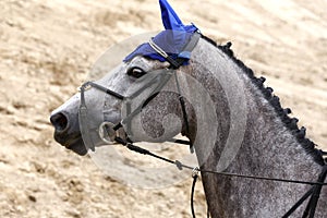 Head of a beautiful young sporting horse during competition outdoors.