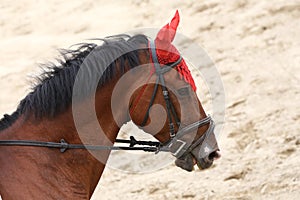 Head of a beautiful young sporting horse during competition outdoors.