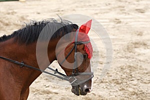 Head of a beautiful young sporting horse during competition outdoors.